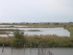 Delta del P